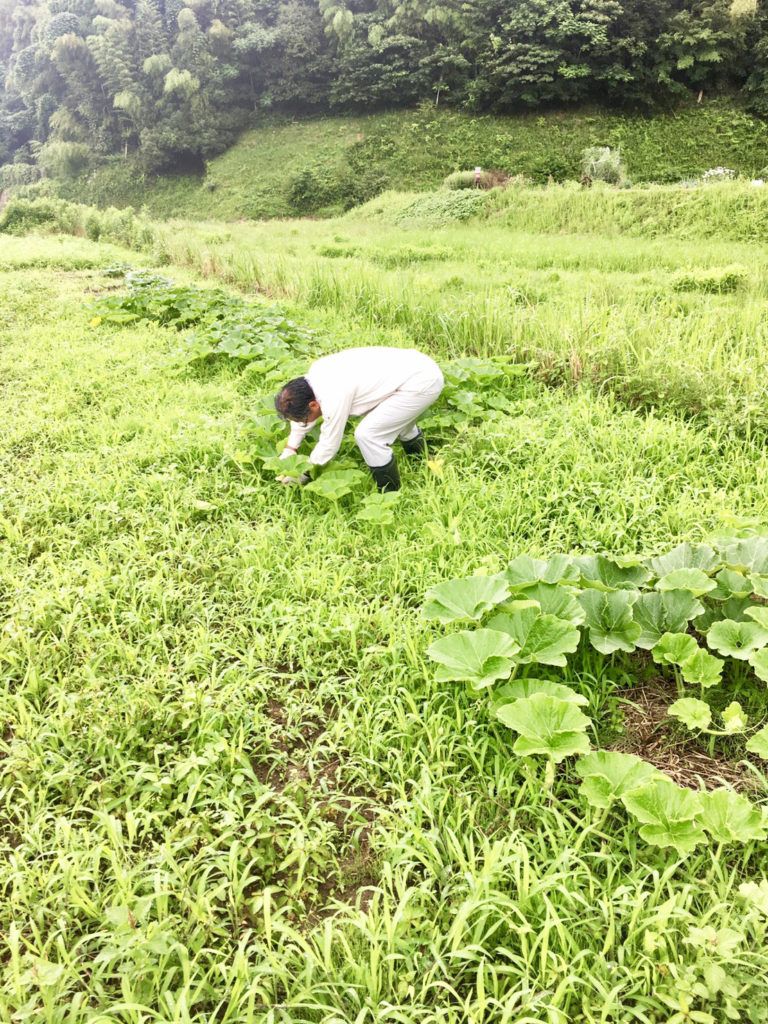 鳥取県産はでかけ天日干しコシヒカリ