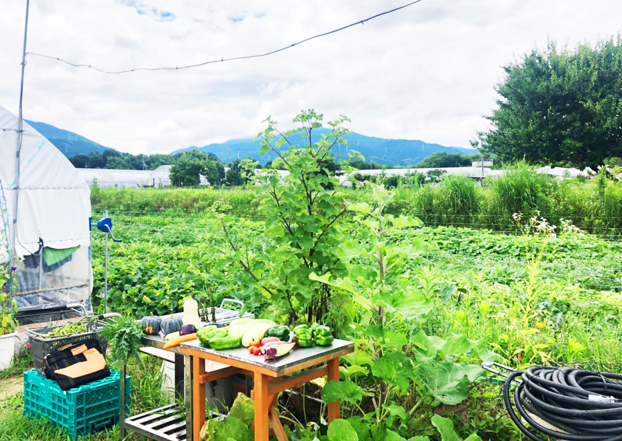 伝統野菜収穫体験-大阪府河南