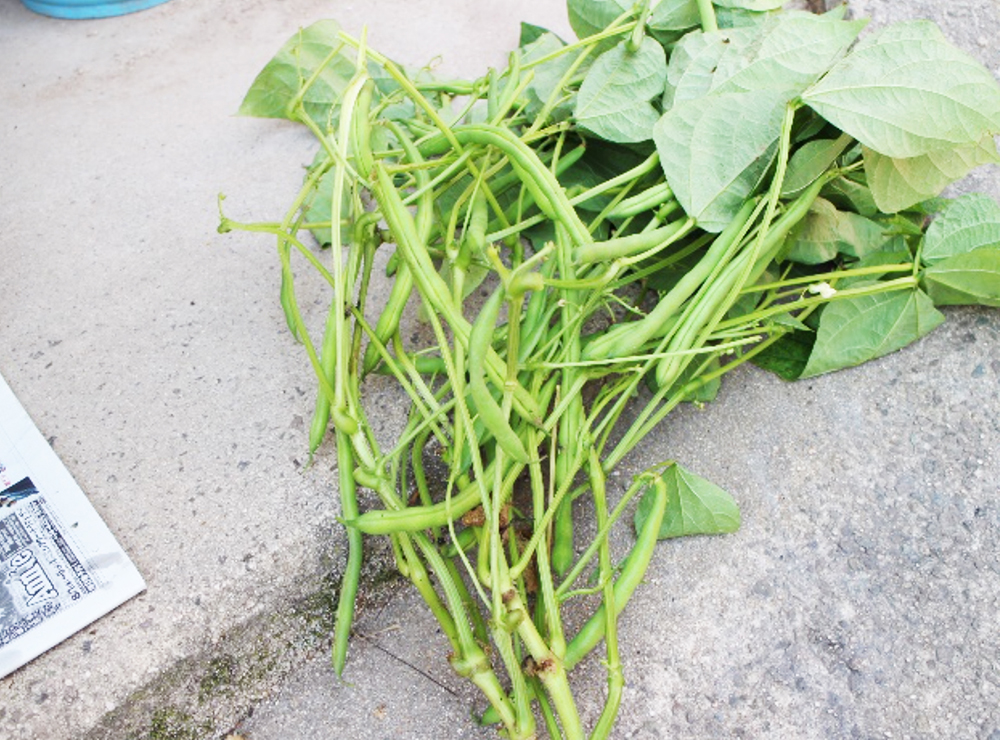 インゲン豆の収穫