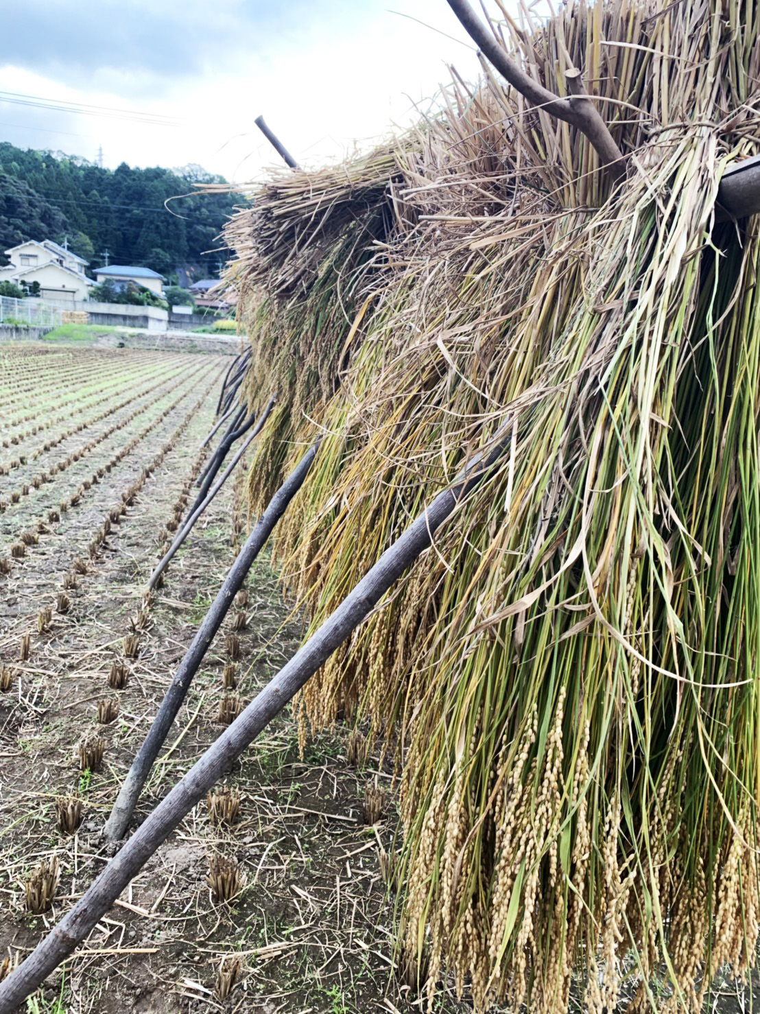 鳥取県産コシヒカリの稲刈り・はで掛け3