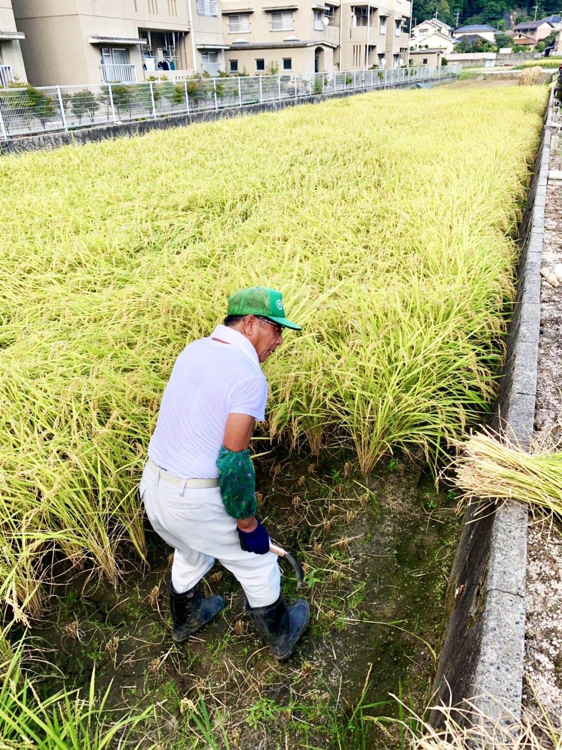 鳥取県産コシヒカリの稲刈り・はで掛け2