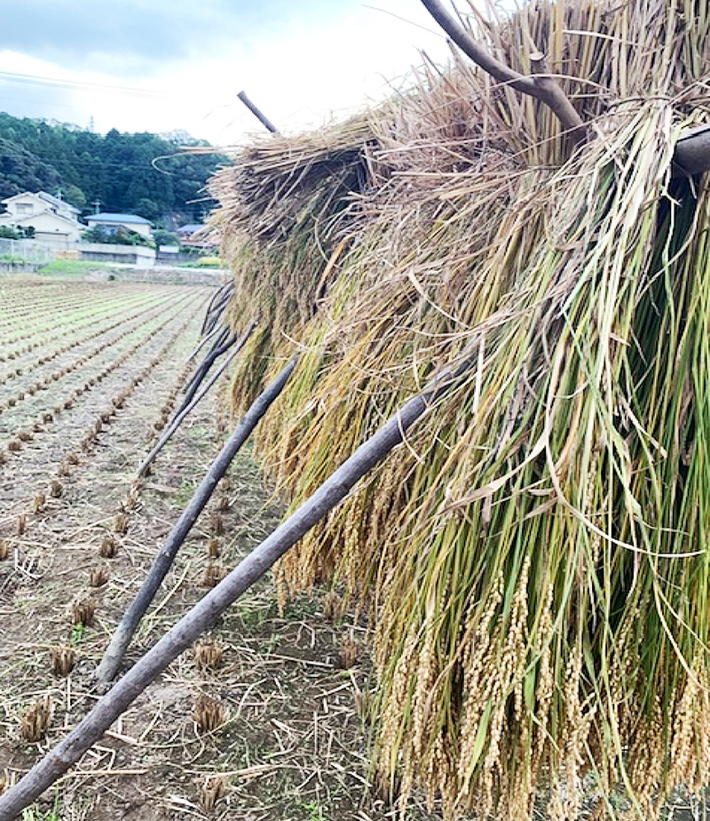 はでかけ（約３週間天日干し）