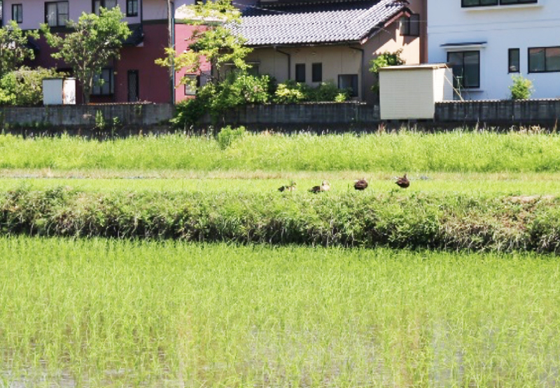 近所の水田の畦(あぜ)で休むカモのツガイ