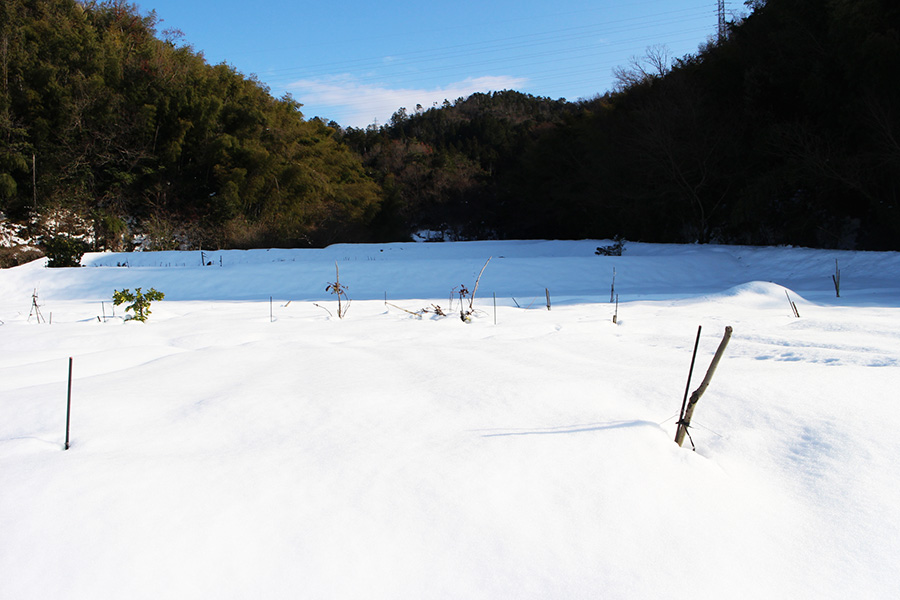 シャルマンファーム田畑雪化粧の模様