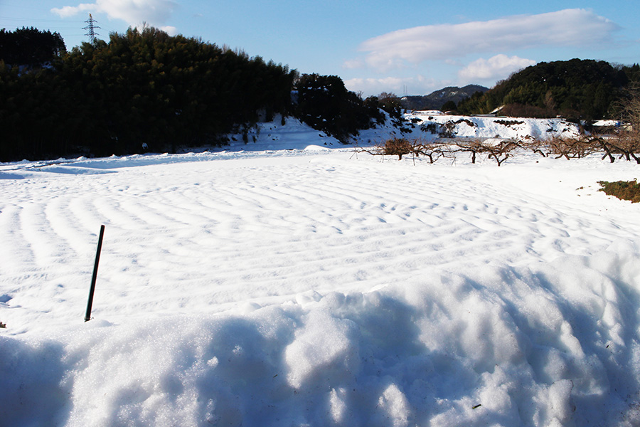 シャルマンファーム田畑雪化粧の模様