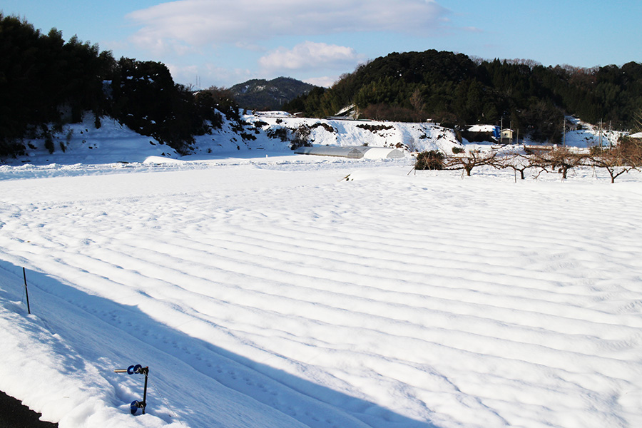 シャルマンファーム田畑雪化粧の模様