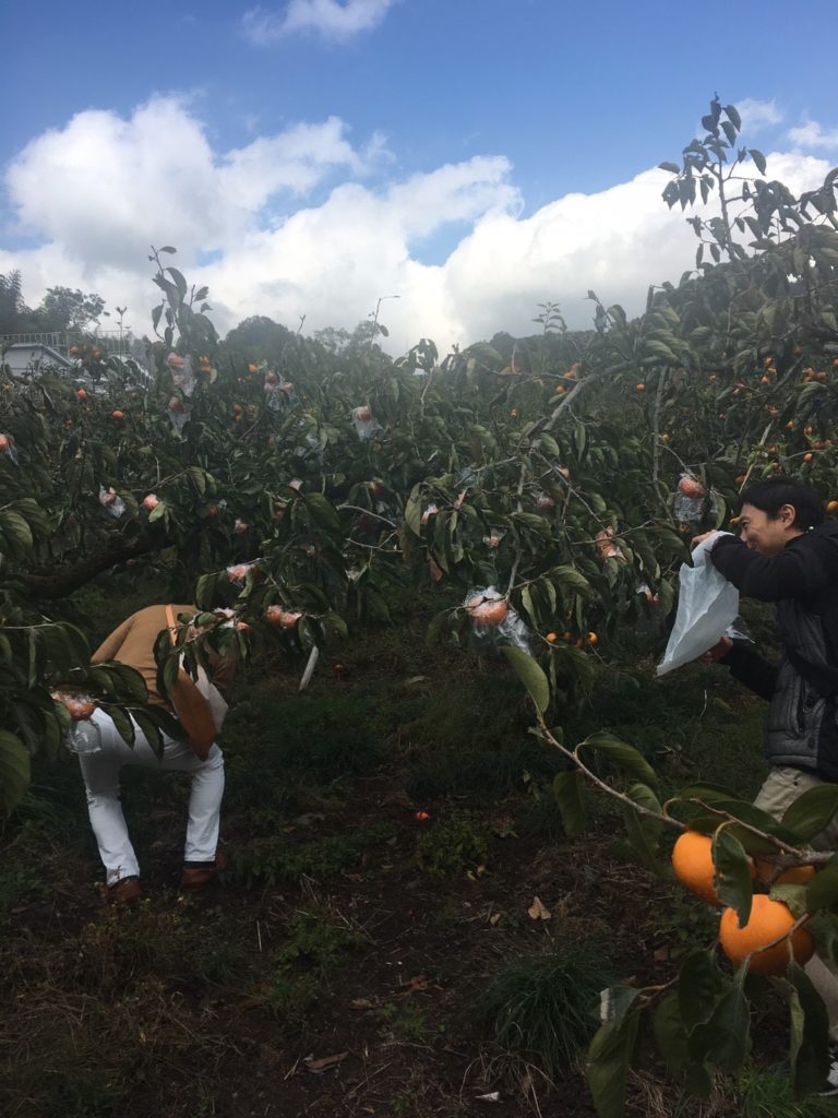 和歌山「紀の川柿」収穫体験
